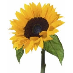 Helianthus (päevalill) 80cm EESTI