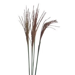 Miscanthus White Cloud 70cm