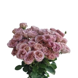 Kobarroos Ritual EC 50-60cm lavendel