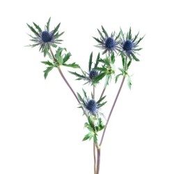 Eryngium (Ohakas)