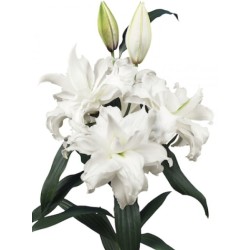 Lilium Roselily Angela valge