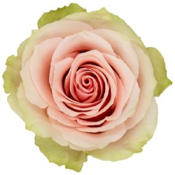 Roos Frutetto EQ 50cm roosakirju