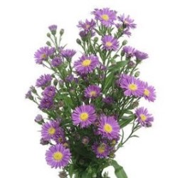Aster LILLA
