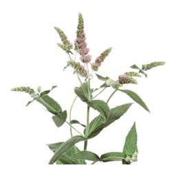 Mentha Silver Queen 60cm