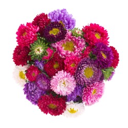 Aster / Aster oks EESTI (Lööra Talu)