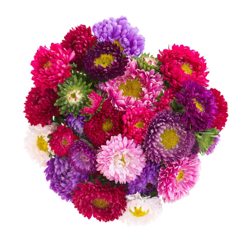 Aster / Aster oks EESTI (Lööra Talu)