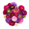 Aster / Aster oks EESTI (Lööra Talu)