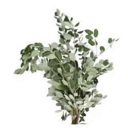 Pittosporum Ralphi 400gr