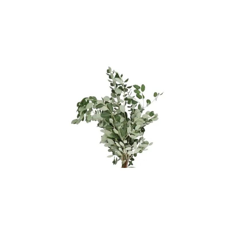 Pittosporum Ralphi 400gr