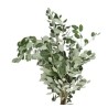 Pittosporum Ralphi 400gr