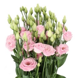 Eustoma Rosita Pink roosa 70-75cm