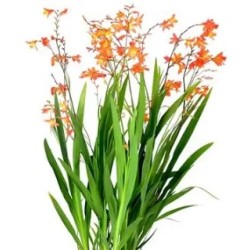 Crocosmia (Kaeralill) oranž/kollane