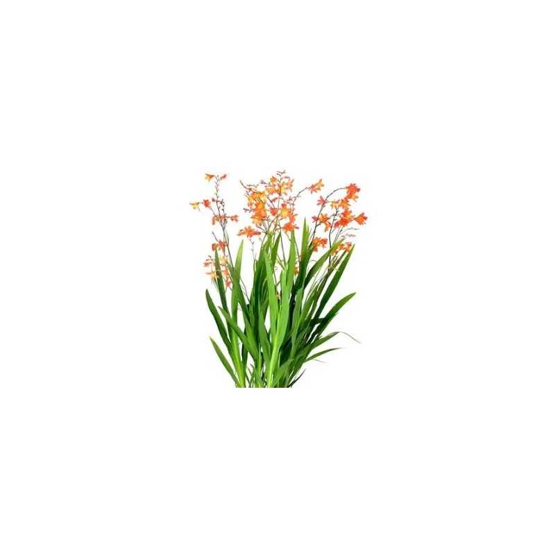 Crocosmia (Kaeralill) oranž/kollane