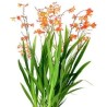 Crocosmia (Kaeralill) oranž/kollane