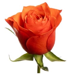 Roos Orange Wave 50cm oranž