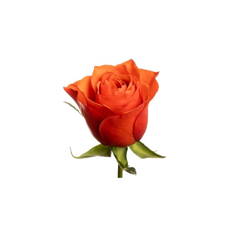 Roos Orange Wave 50cm oranž