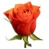Roos Orange Wave 50cm oranž