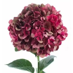 Hortensia Mag.Dark Ruby 60cm punane
