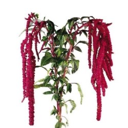 Amaranthus Hang Red  80cm punane