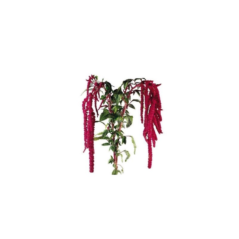 Amaranthus Hang Red  80cm punane