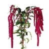 Amaranthus Hang Red  80cm punane