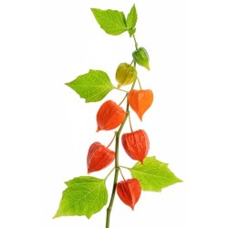 Physalis 60+cm oranž
