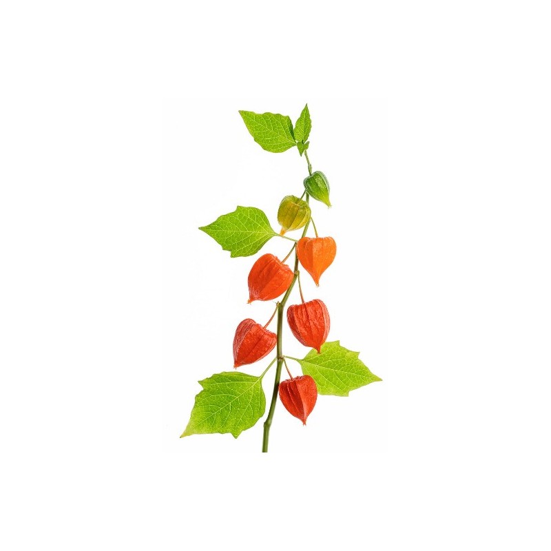 Physalis 60+cm oranž