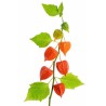 Physalis 60+cm oranž