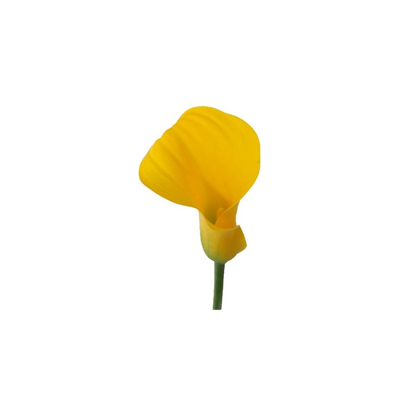 Kalla Goldcup 60cm kollane