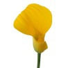 Kalla Goldcup 60cm kollane