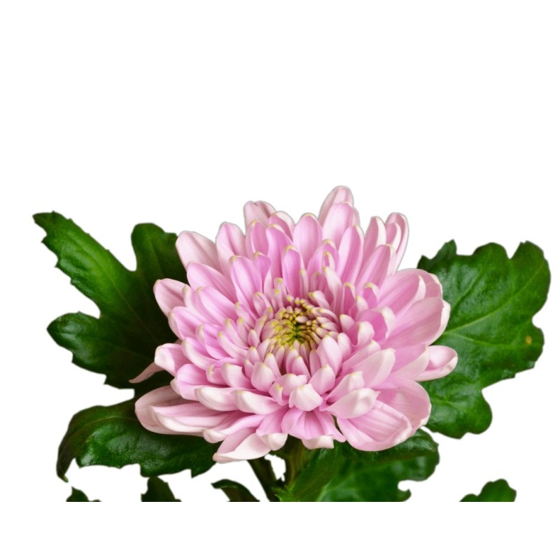 Krüs.Deco Commander Pink roosa