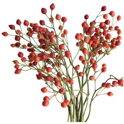Rosehip Corallo 70cm oranž