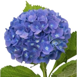 Hortensia Royal Breeze Blue 50-60cm sinine