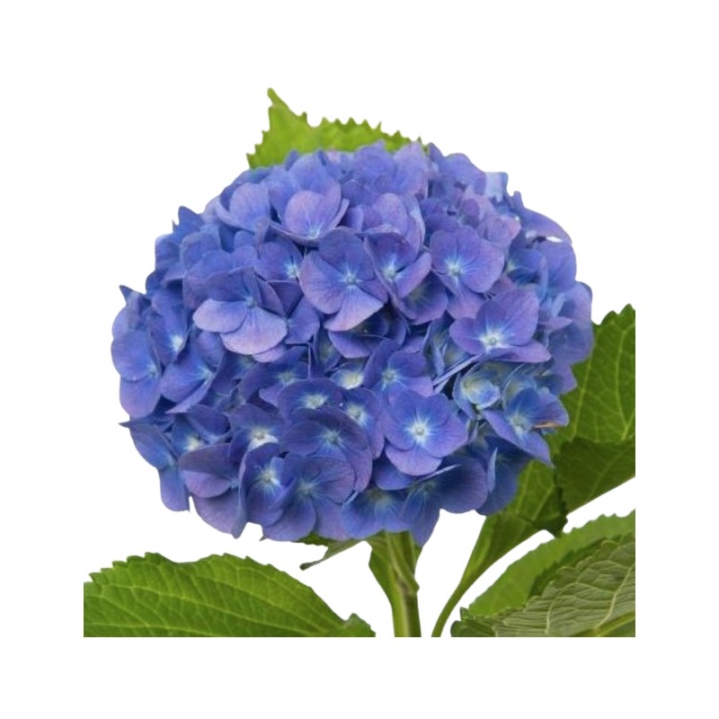 Hortensia Royal Breeze Blue 50-60cm sinine