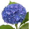 Hortensia Royal Breeze Blue 50-60cm sinine