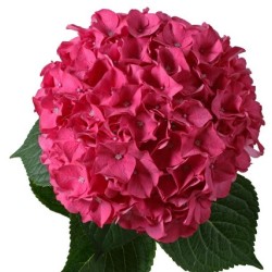 Hortensia Rodeo Red 70-80cm tumeroosa