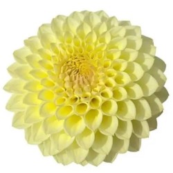 Dahlia Banana Baby 50-60cm kollane