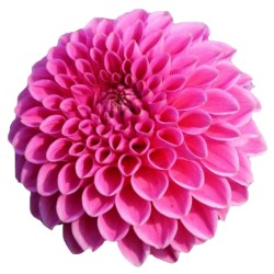 Dahlia Sandra roosa/lilla 60cm