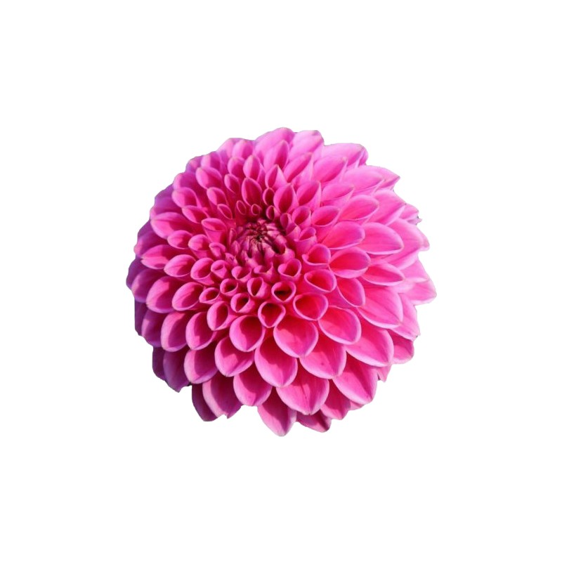 Dahlia Sandra roosa/lilla 60cm