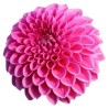 Dahlia Sandra roosa/lilla 60cm
