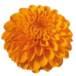 Dahlia Sylvia 60cm oranž