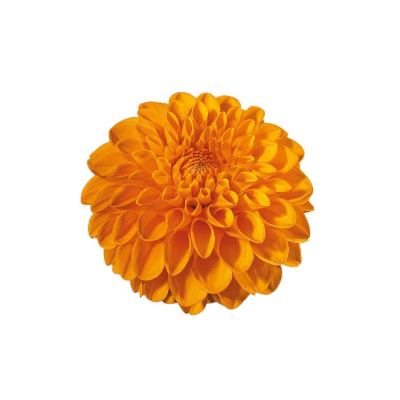 Dahlia Sylvia 60cm oranž
