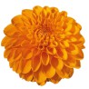 Dahlia Sylvia 60cm oranž