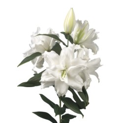 Lilium Roselily Dejima OR valge