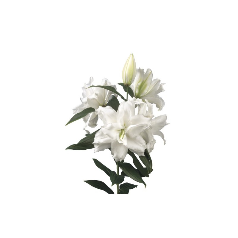 Lilium Roselily Dejima OR valge