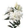 Lilium Roselily Dejima OR valge