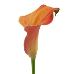 Kalla Callista 60cm oranž