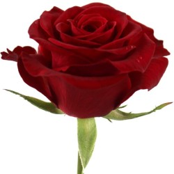 Roos Red Promise 50cm punane