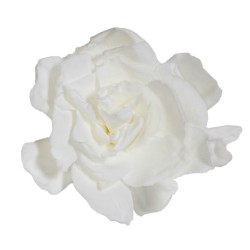 DC Pres.Gardenia white