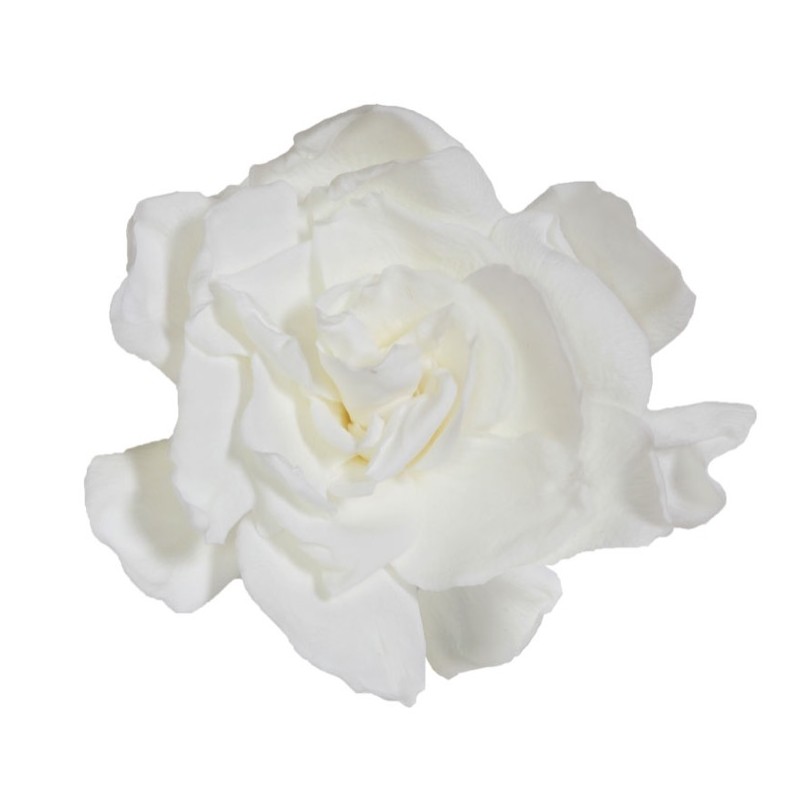 DC Pres.Gardenia white